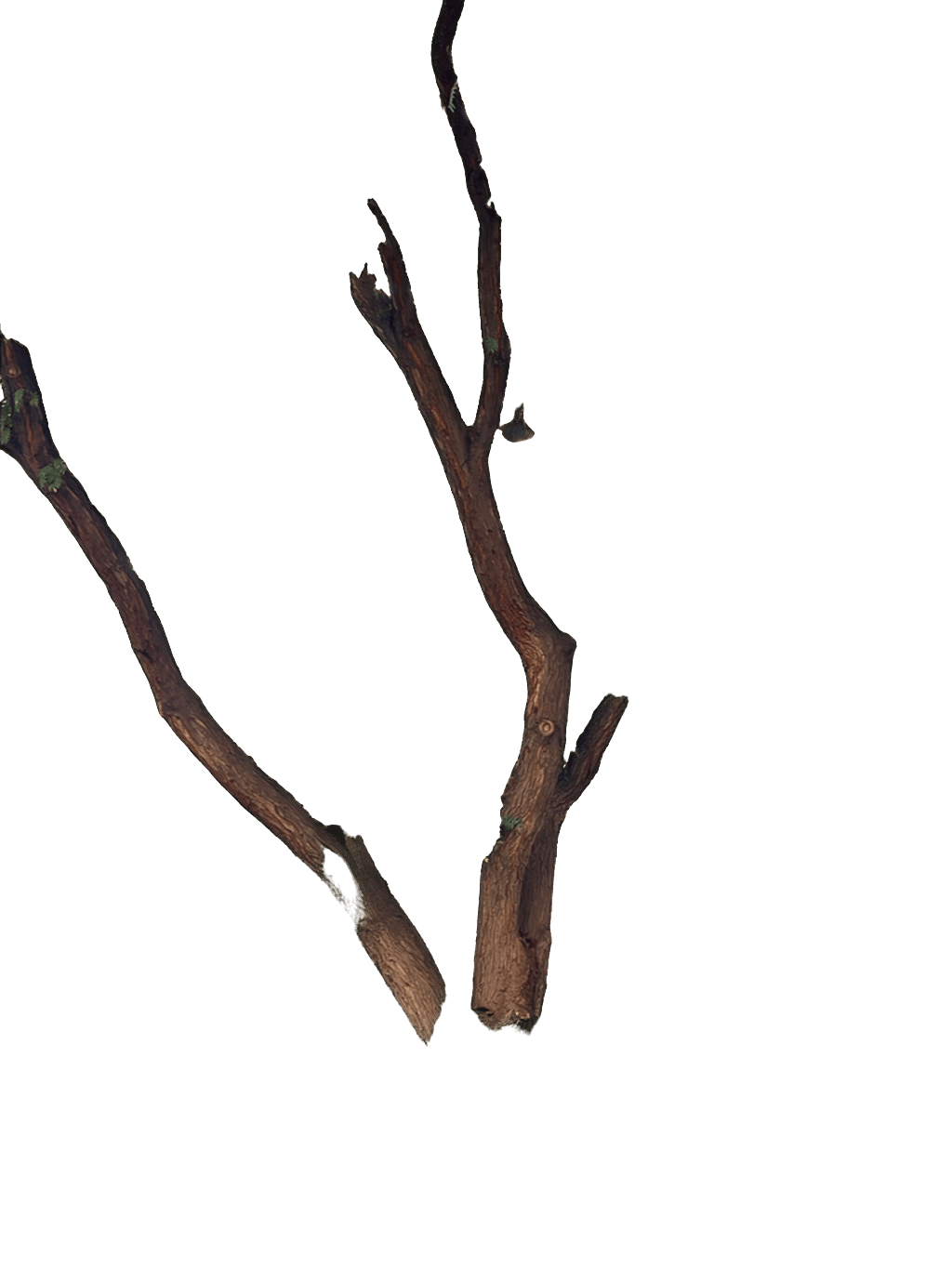 Neem Tree