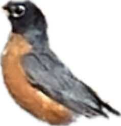 American Robin, a recorded specimen