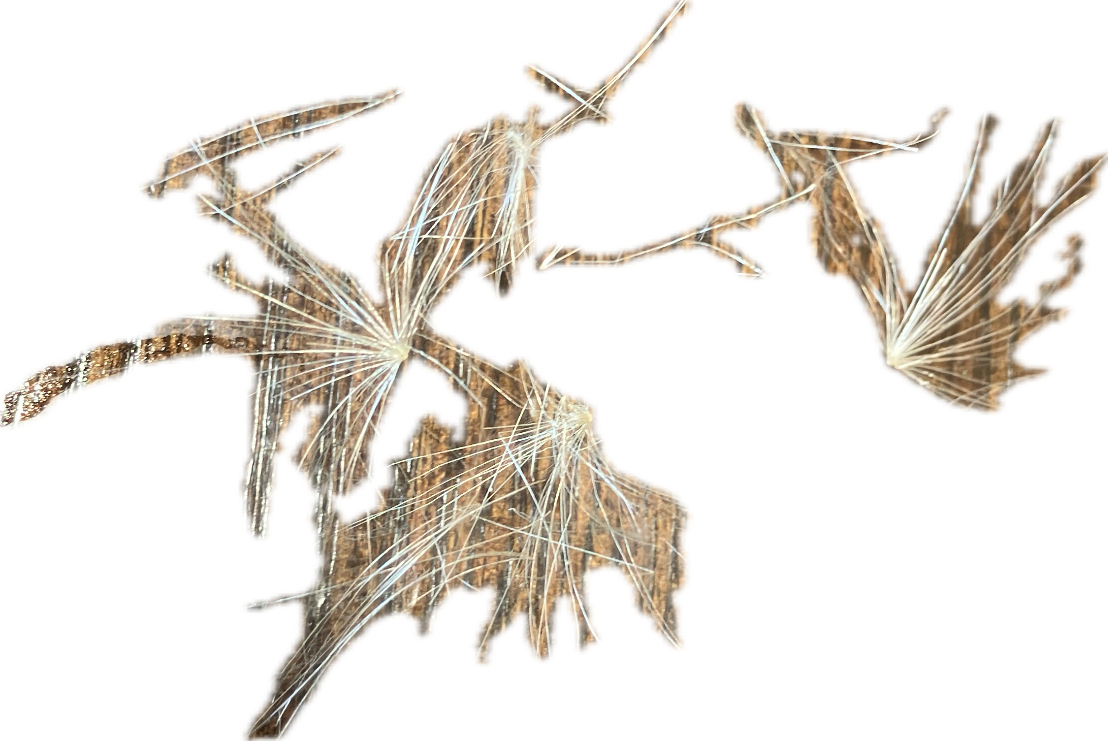 Dandelion Seed Head