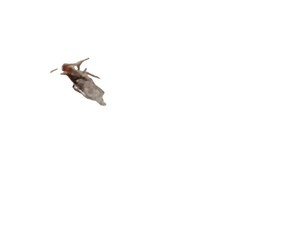 House Spider, a recorded specimen