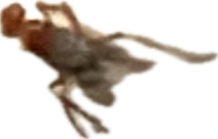 Ant, a recorded specimen