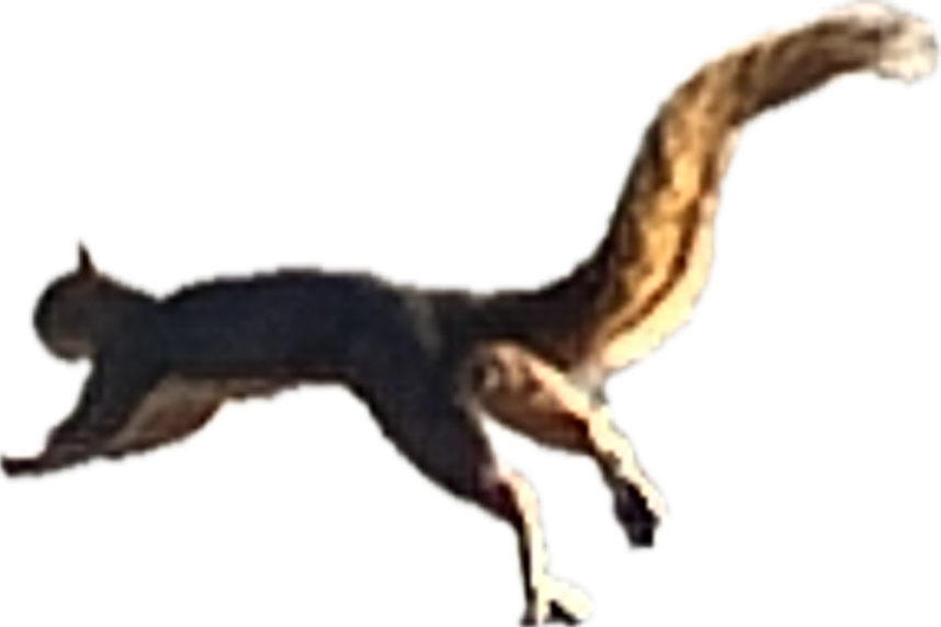 Weasel