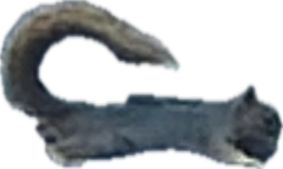 Squirrel, a recorded specimen