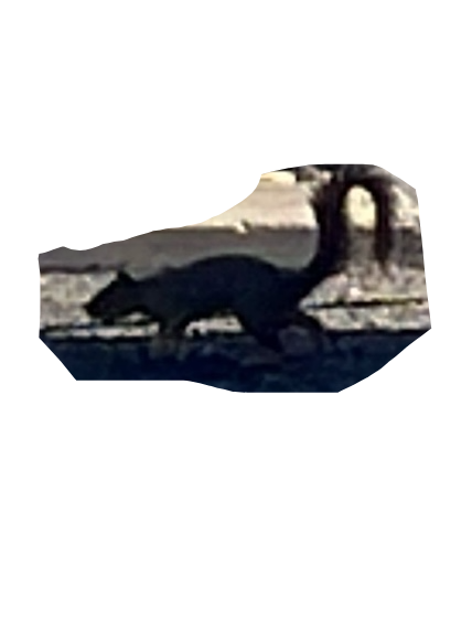 Ferret