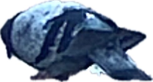 Hermit Crab