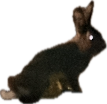 Rabbit, a recorded specimen