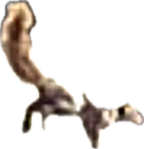 Meerkat