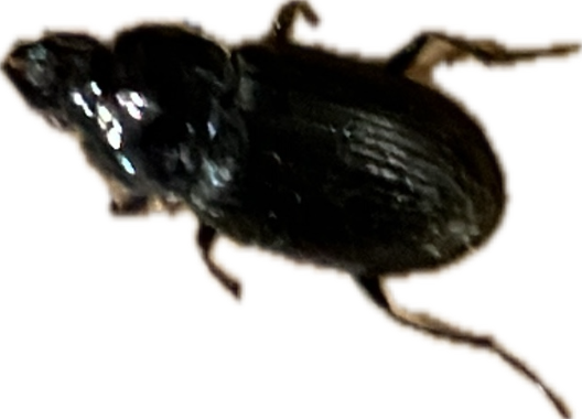 Fly, a recorded specimen