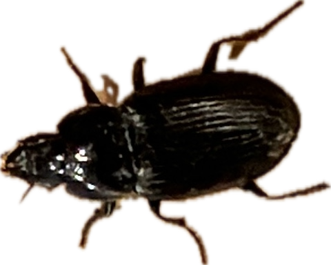 Ground Beetle, a recorded specimen