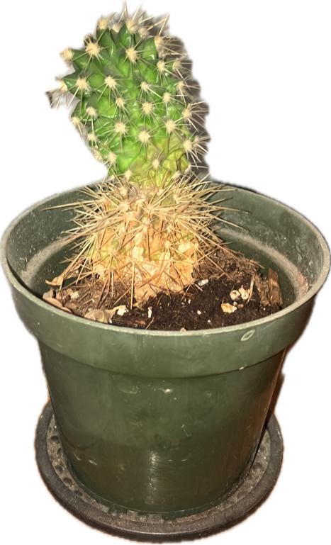 Golden Barrel Cactus