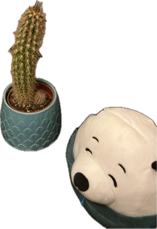 Columnar Cactus, a recorded specimen