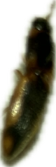 Cockroach, a recorded specimen
