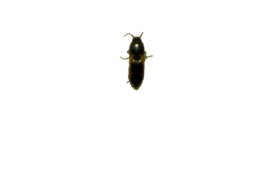 Firefly