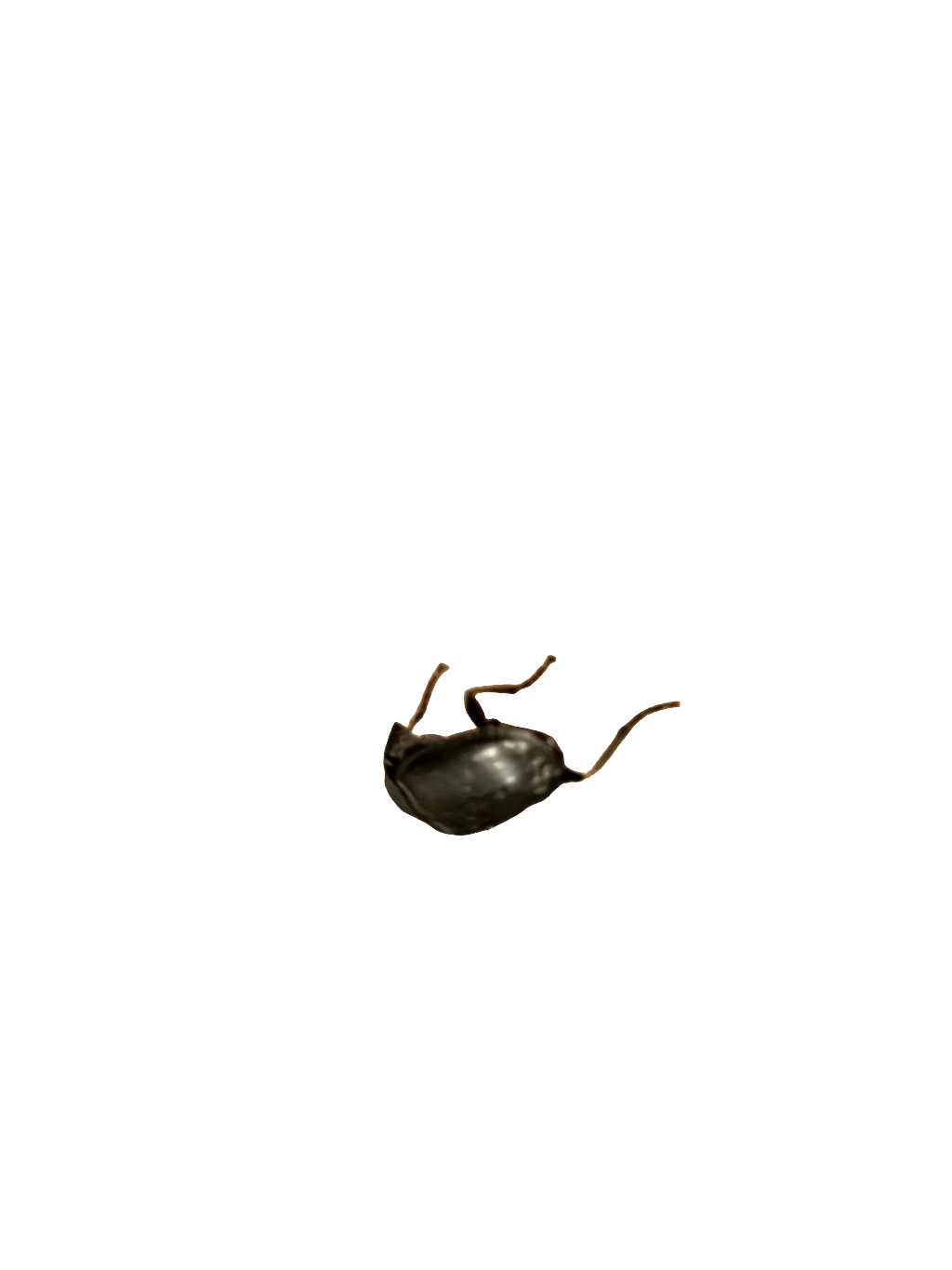 Beetle, a recorded specimen