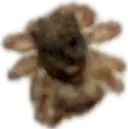 Tick, a recorded specimen