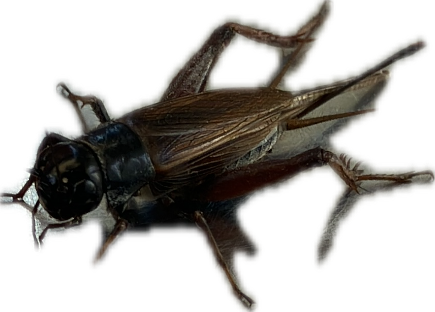 Cricket, a recorded specimen