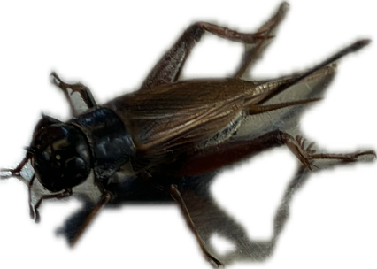 Cricket, a recorded specimen