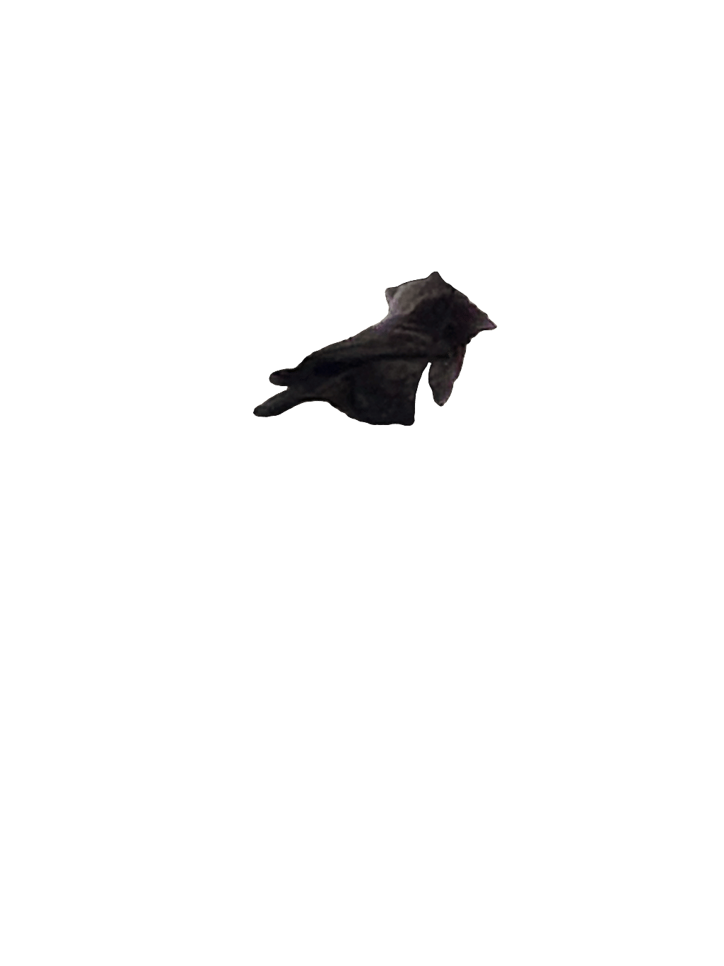 Fruit Bat