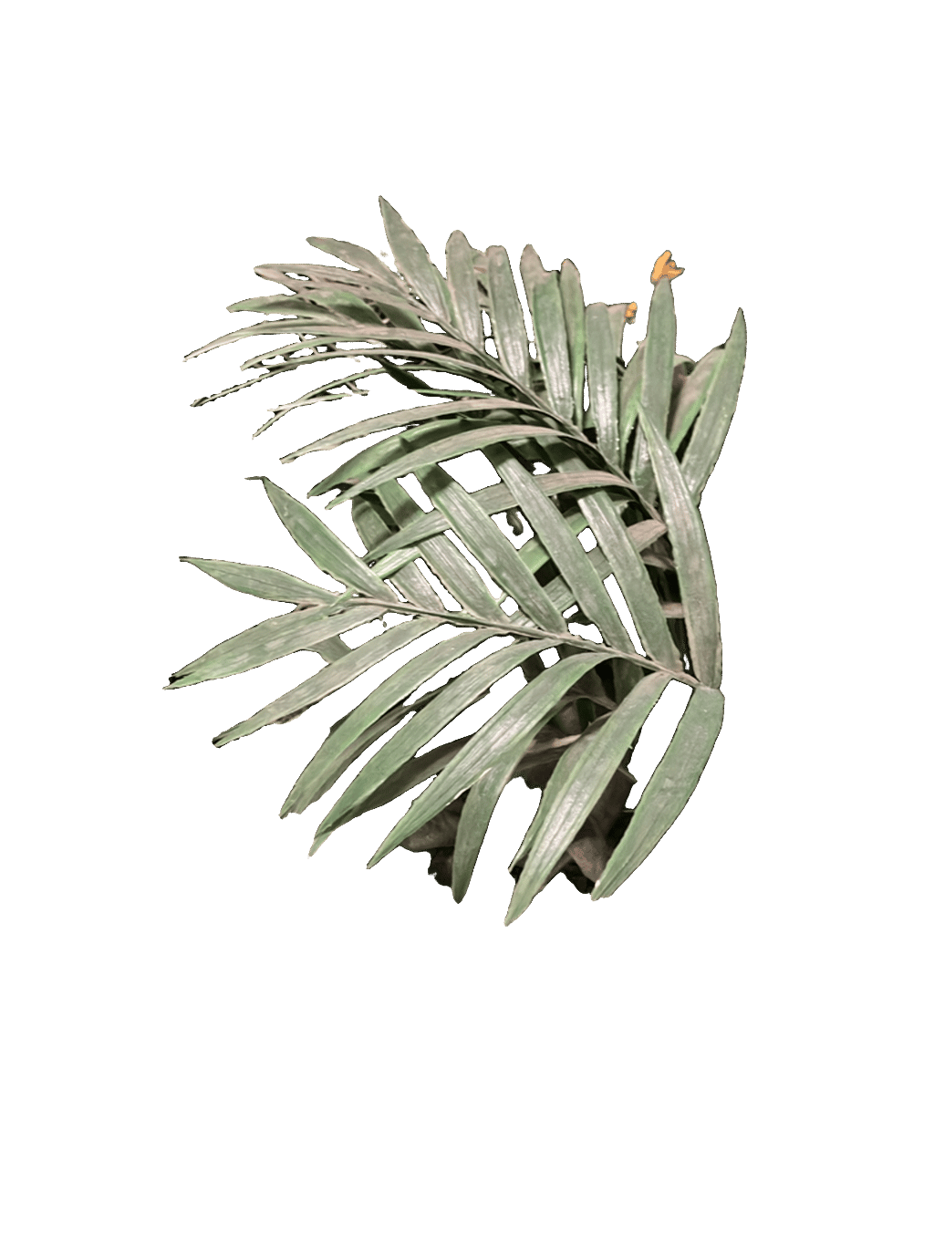 Areca Palm