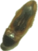 Cockroach, a recorded specimen