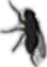Mosquito