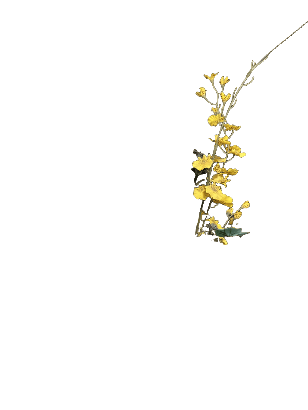 Oncidium Orchid