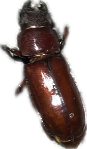 Ground Beetle, a recorded specimen