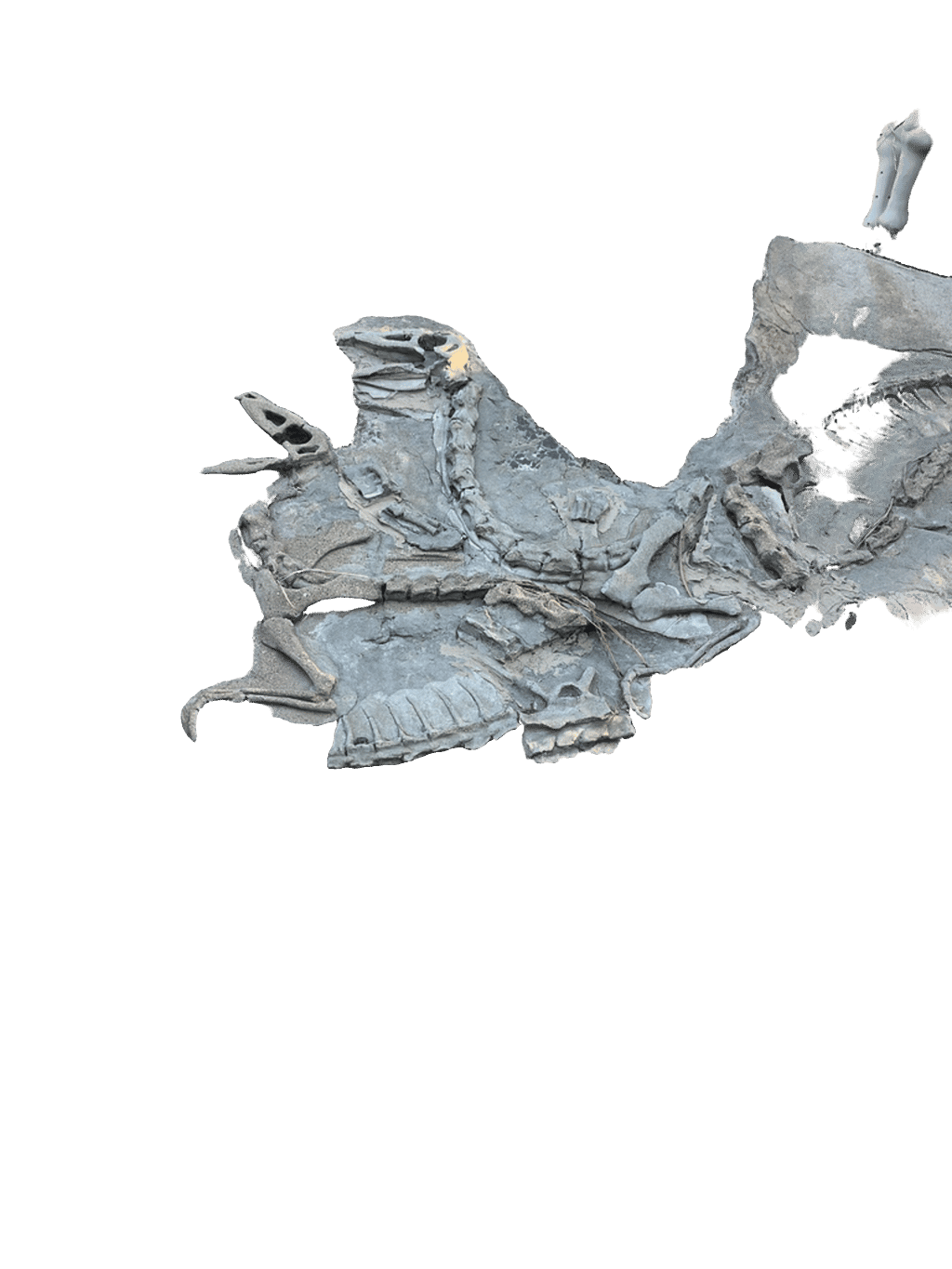 Fossil Relief, a captured specimen