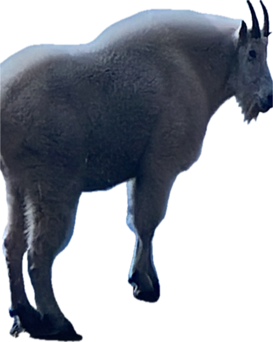 Mountain Goat