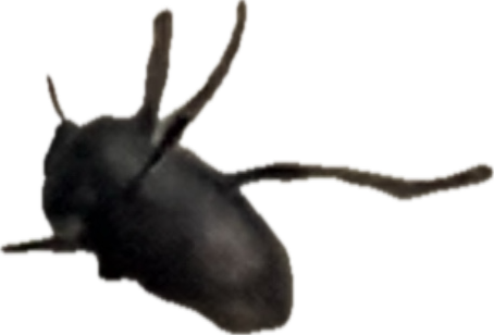Spider, a recorded specimen