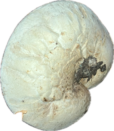 Puffball Mushroom