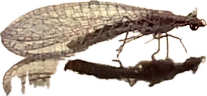 Antlion, a recorded specimen