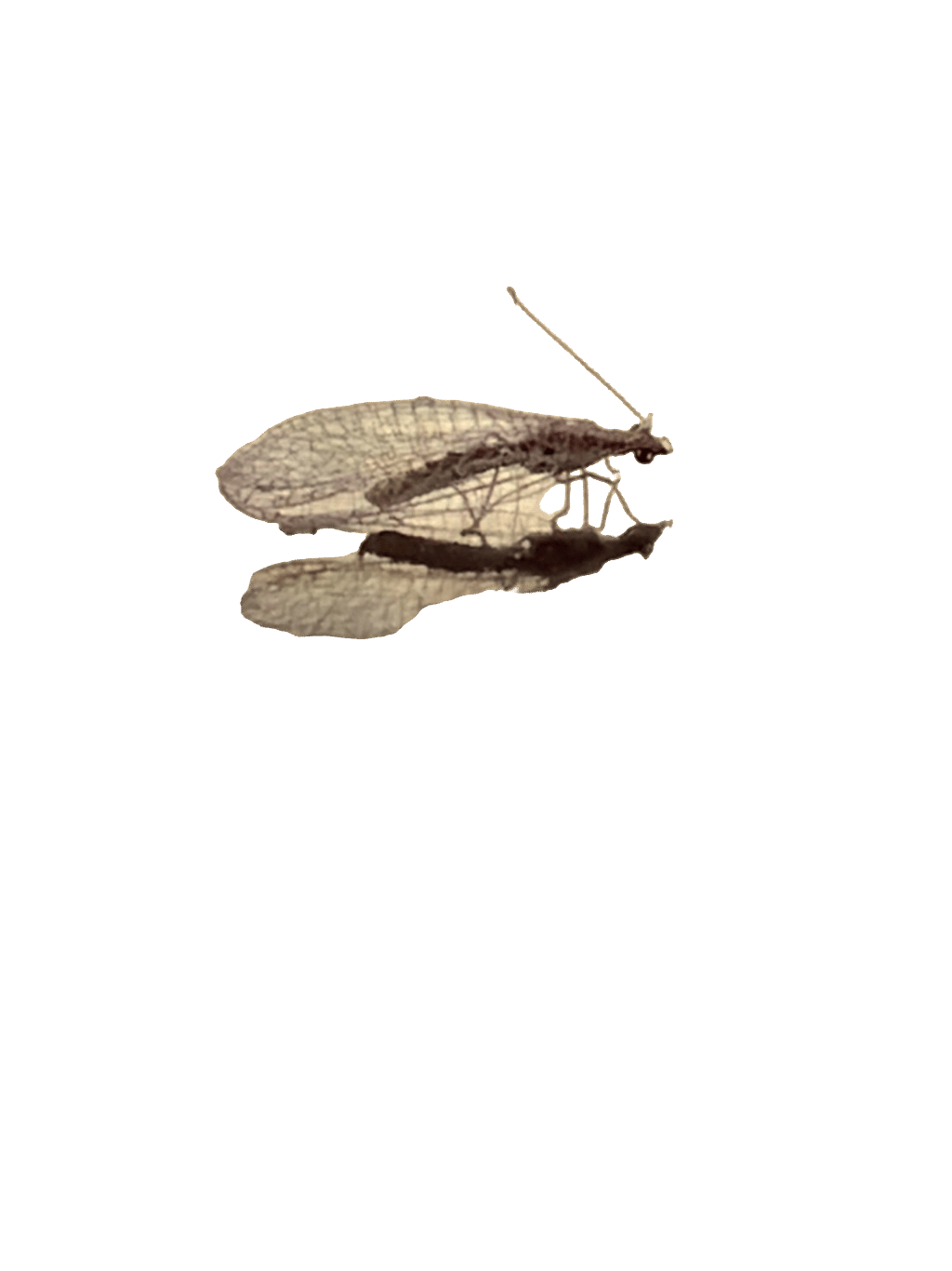 Antlion, a recorded specimen