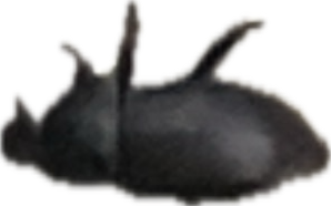 Beetle, a recorded specimen