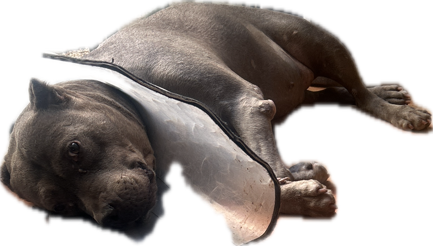 Dog, a recorded specimen