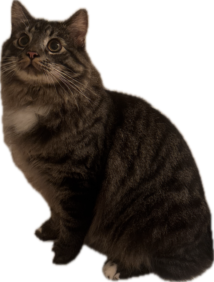 Tabby Cat, a recorded specimen