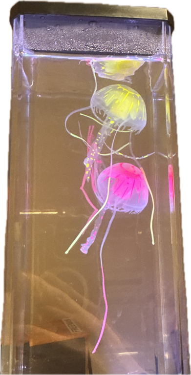 Jellyfish