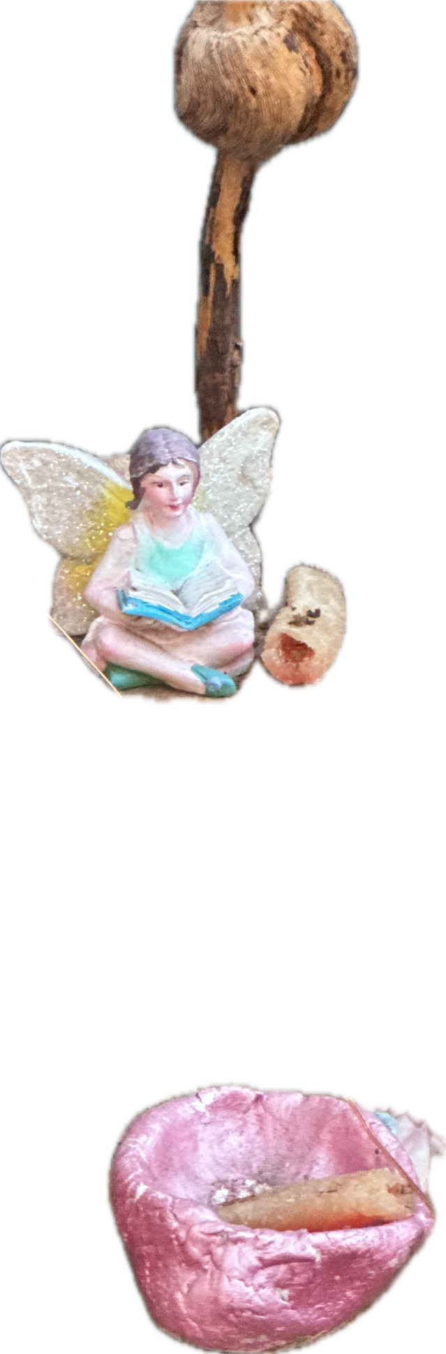 Fairy Garden Display, a recorded specimen