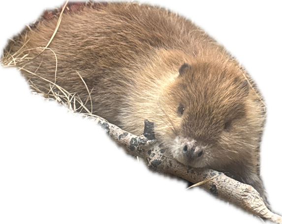 Muskrat