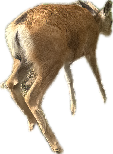 Mule Deer, a recorded specimen