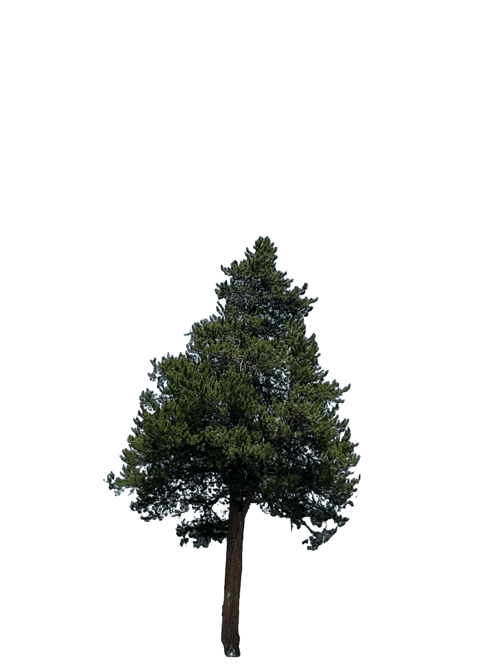 Ponderosa Pine