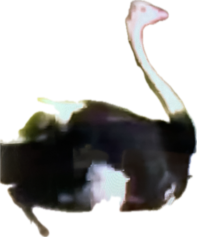 Ostrich