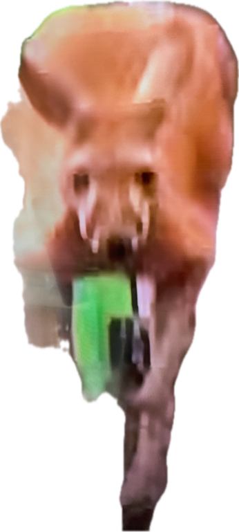 Dog, a recorded specimen