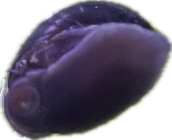 Aquarium Fish