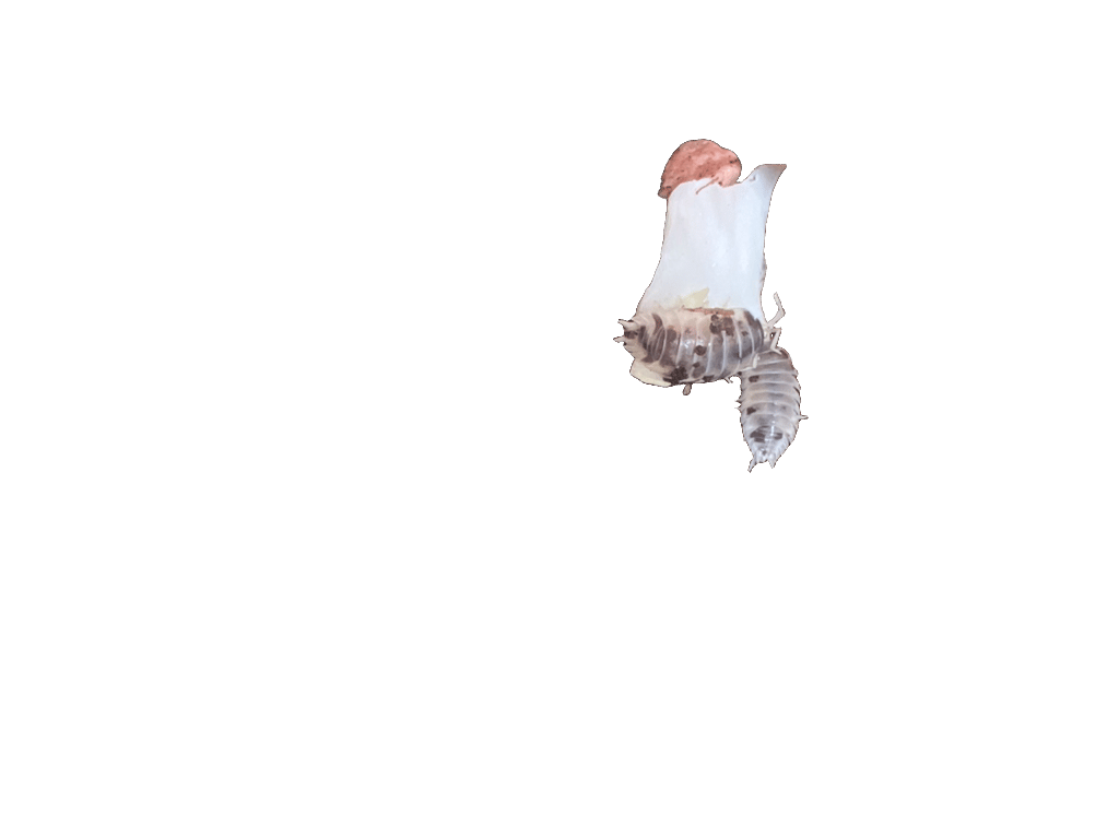Woodlouse