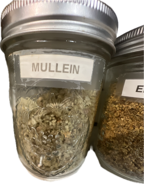 Mullein