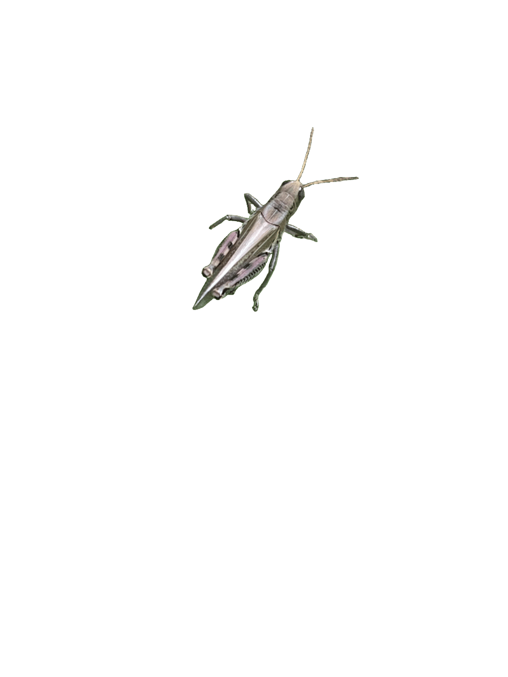 Grasshopper, a recorded specimen