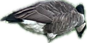 Canada Goose, a captured specimen