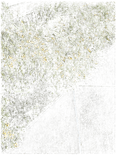 Black-Eyed Susan, a recorded specimen