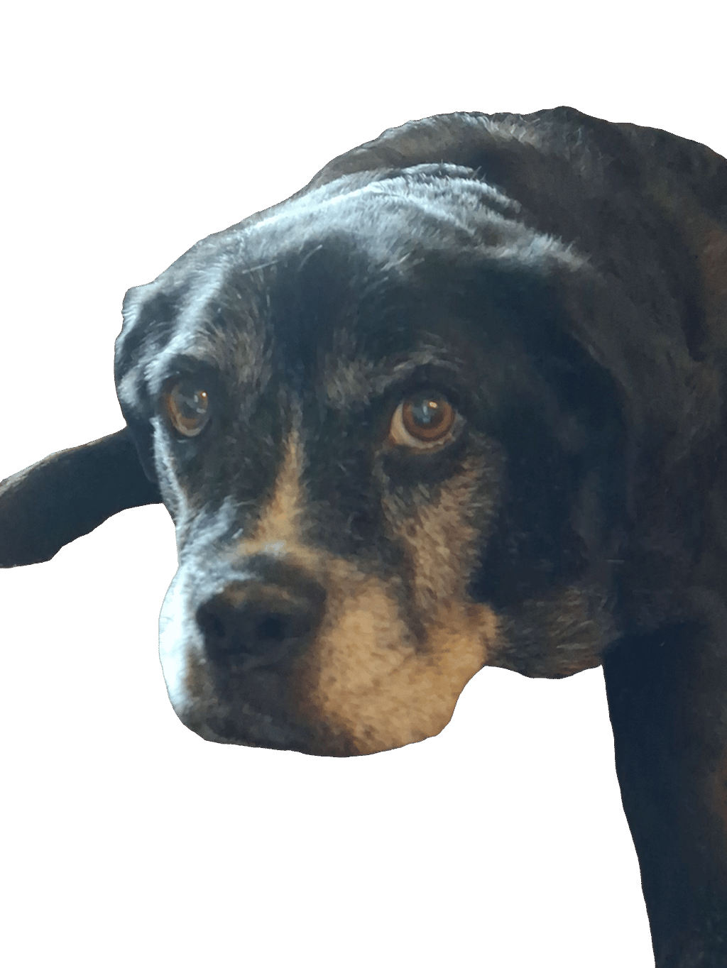 Mixed-Breed Dog, a recorded specimen